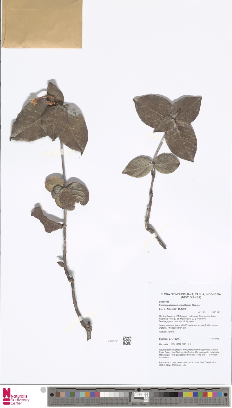 Rhododendron cinchoniflorum photo 2