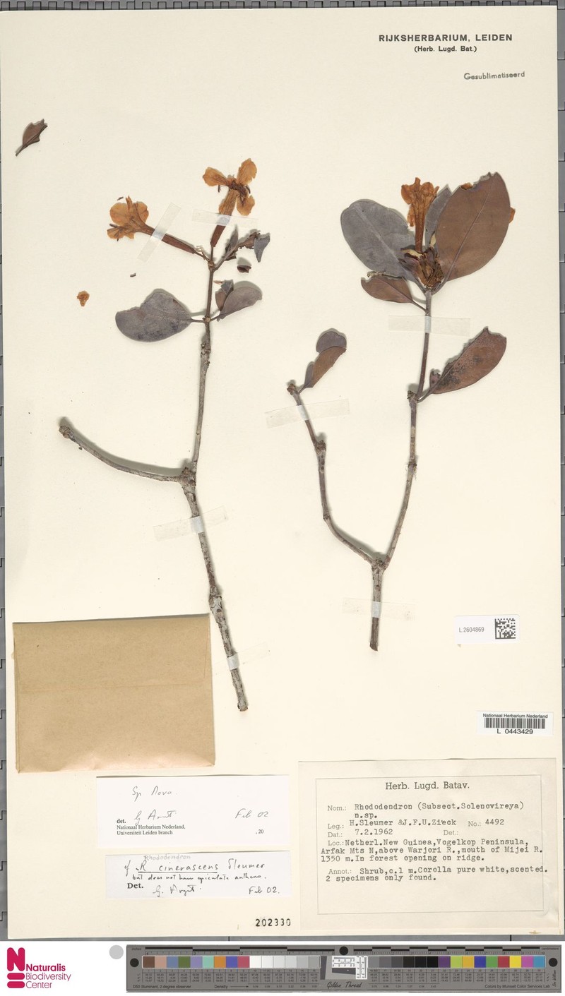 Rhododendron cinerascens