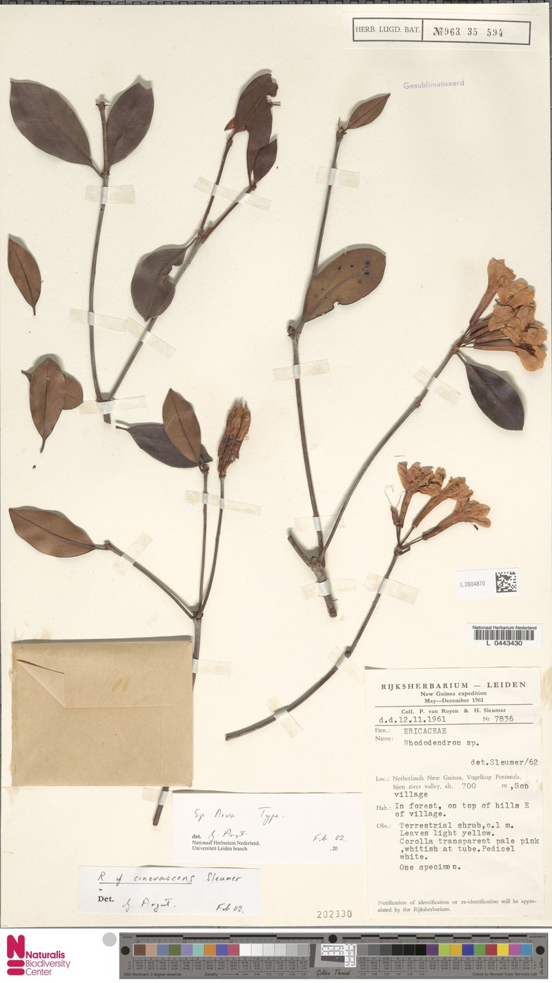 Rhododendron cinerascens photo 2