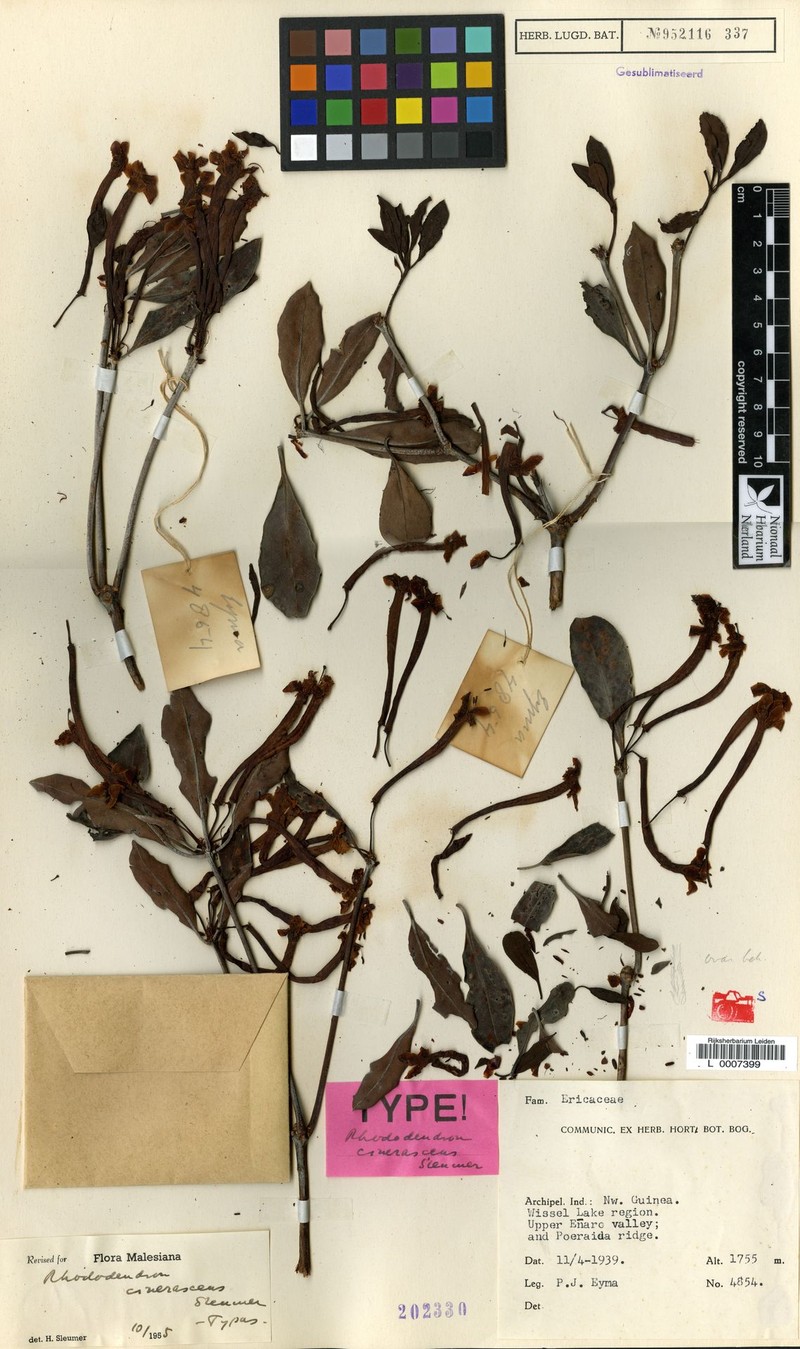 Rhododendron cinerascens photo 3