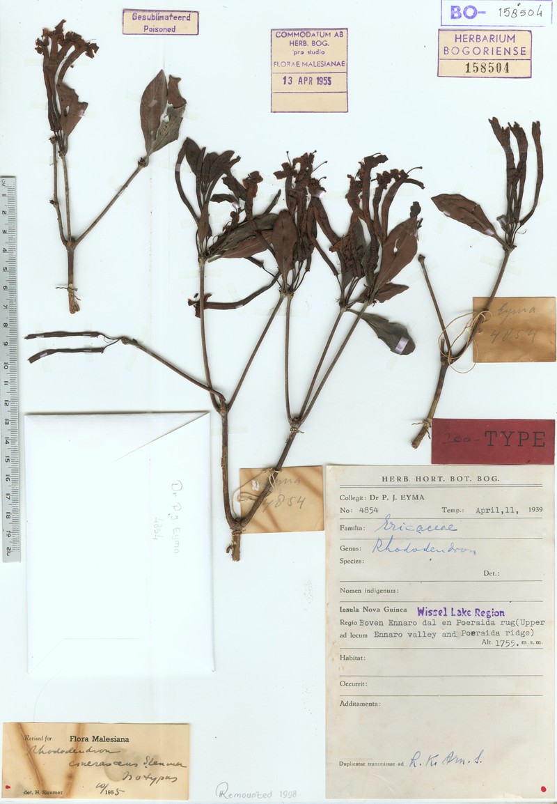 Rhododendron cinerascens photo 4