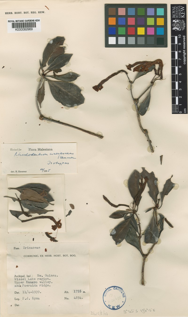 Rhododendron cinerascens photo 5