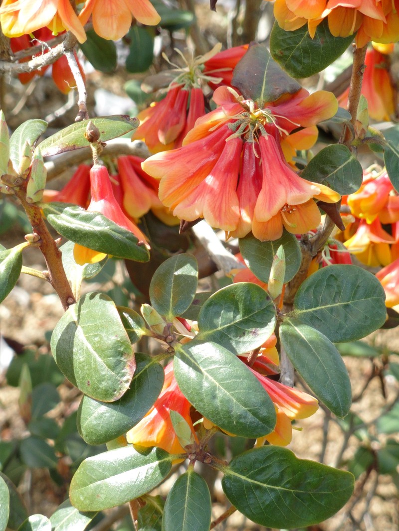 Rhododendron cinnabarinum