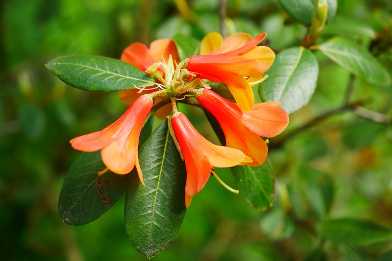 Rhododendron cinnabarinum photo 4