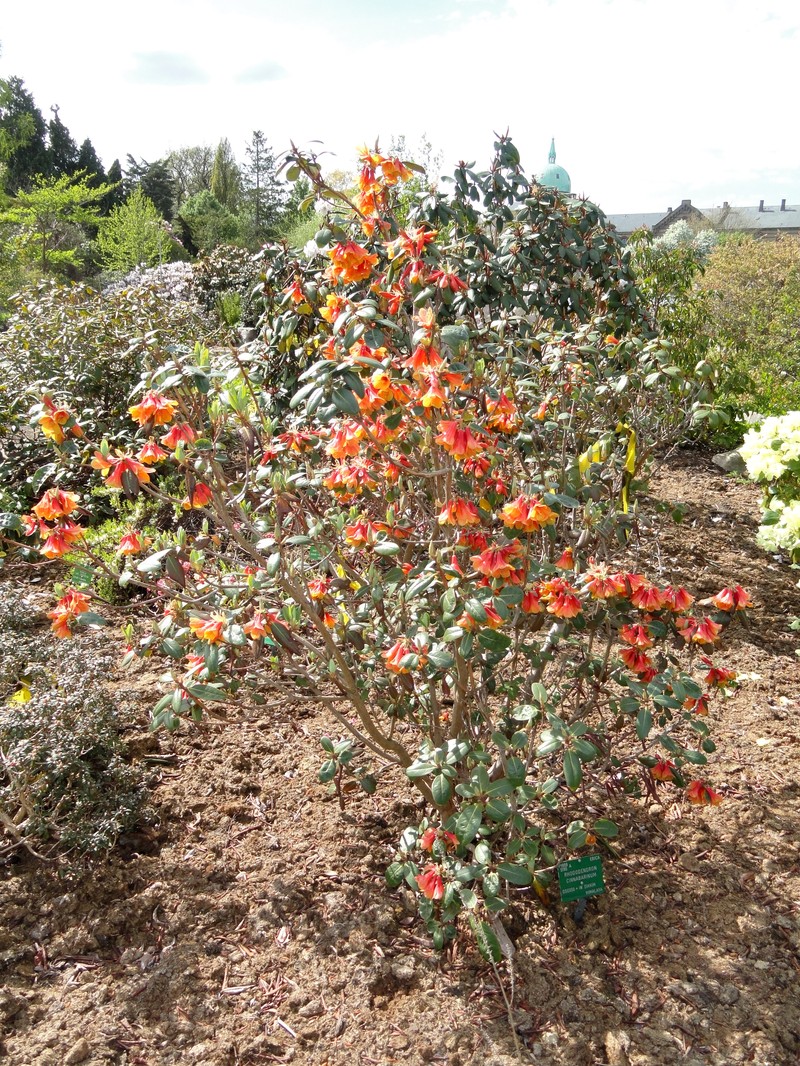Rhododendron cinnabarinum photo 5