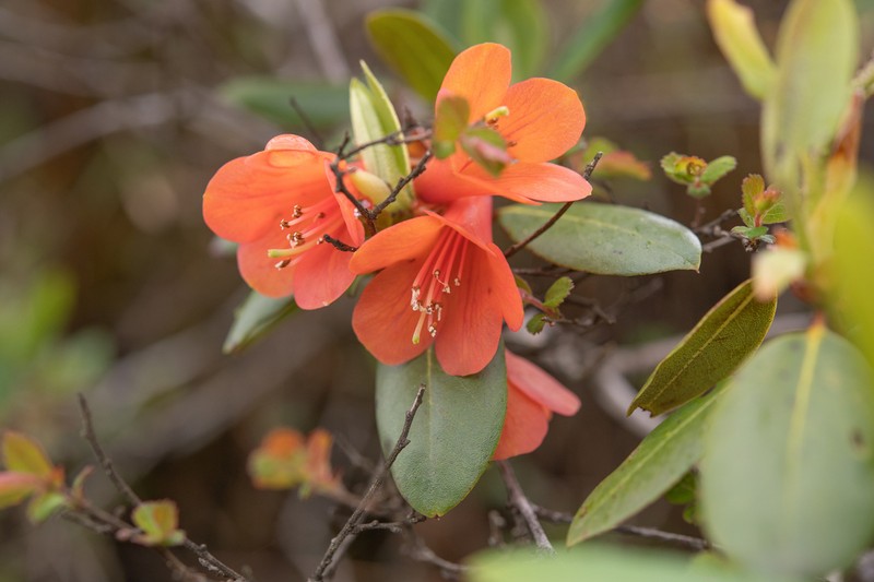 Rhododendron cinnabarinum photo 6