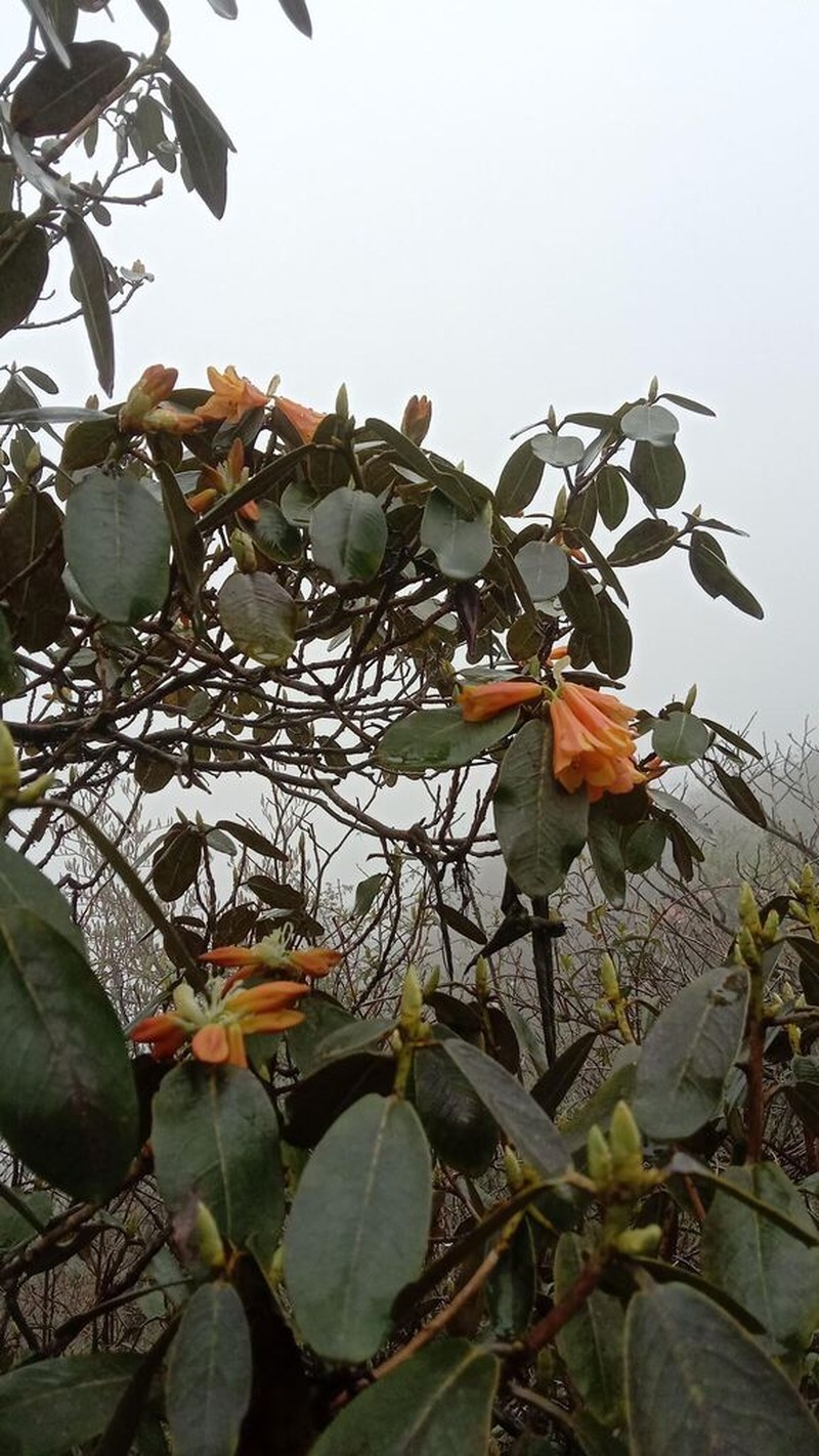 Rhododendron cinnabarinum photo 7