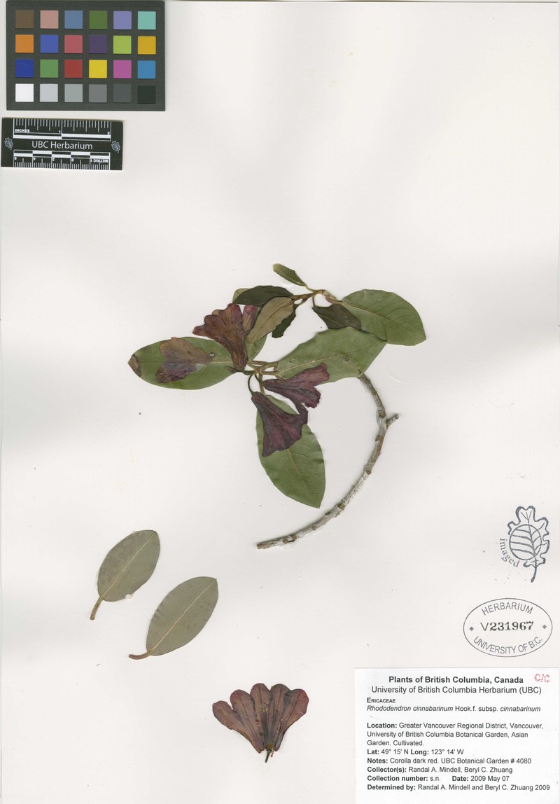 Rhododendron cinnabarinum subsp. cinnabarinum