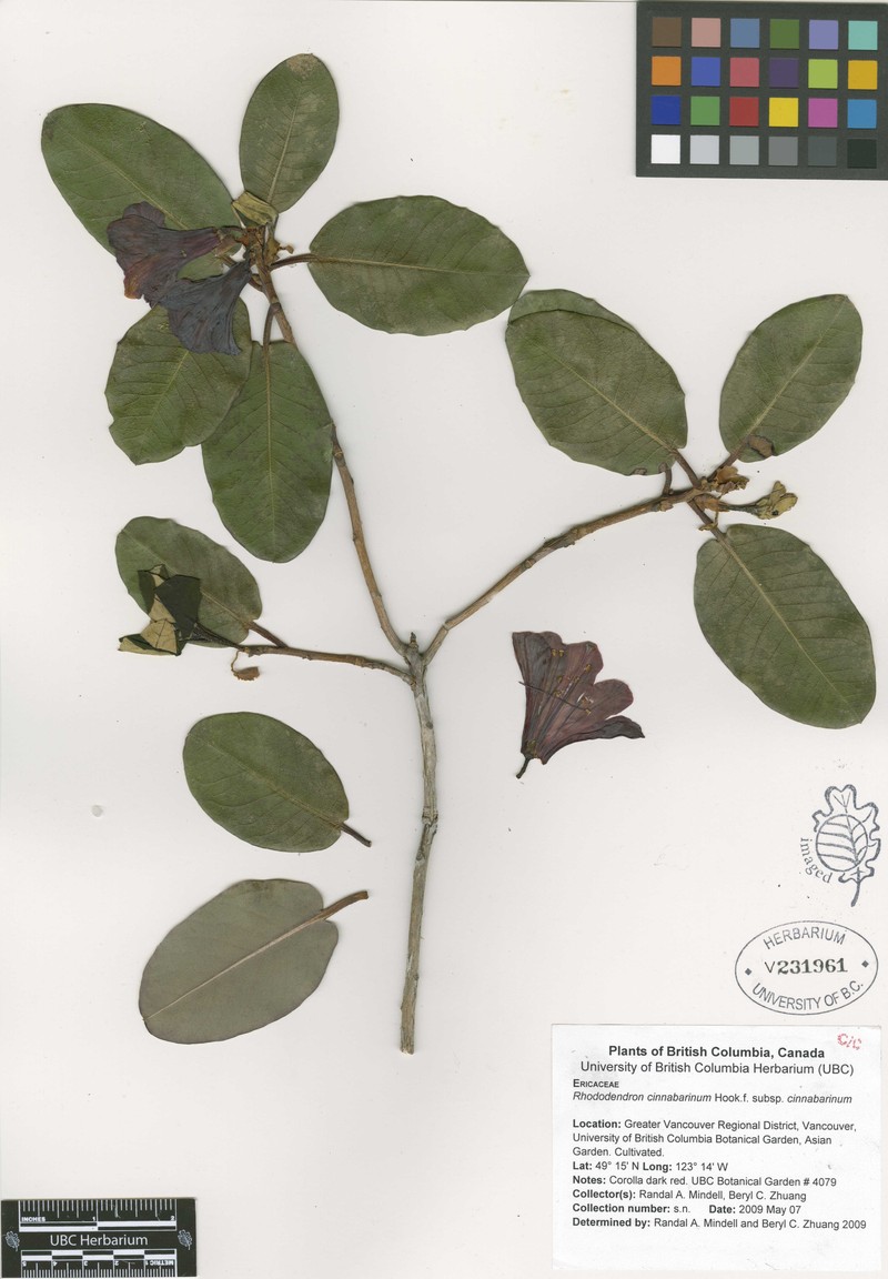 Rhododendron cinnabarinum subsp. cinnabarinum photo 2