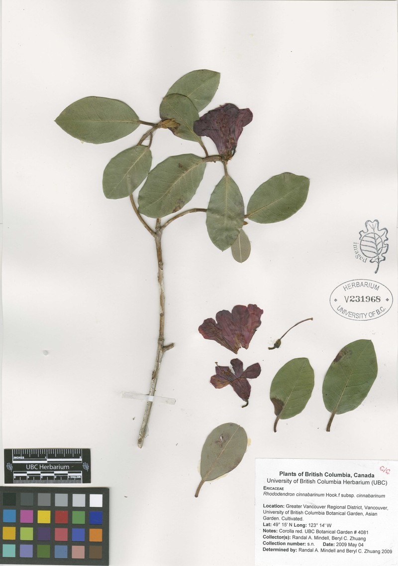 Rhododendron cinnabarinum subsp. cinnabarinum photo 3