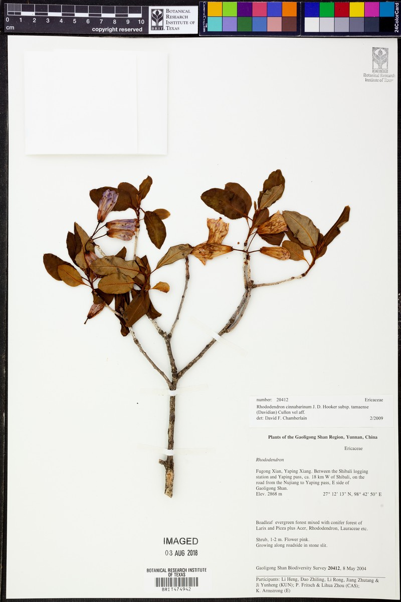 Rhododendron cinnabarinum subsp. tamaense