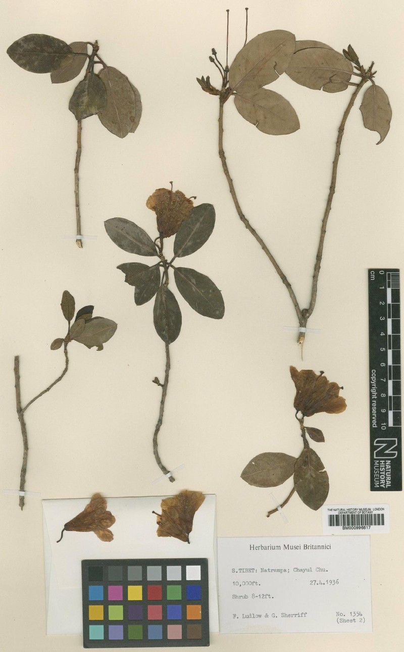 Rhododendron cinnabarinum subsp. xanthocodon photo 2