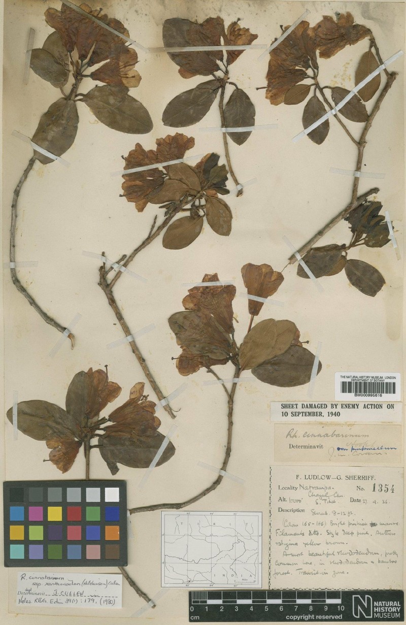 Rhododendron cinnabarinum subsp. xanthocodon photo 3