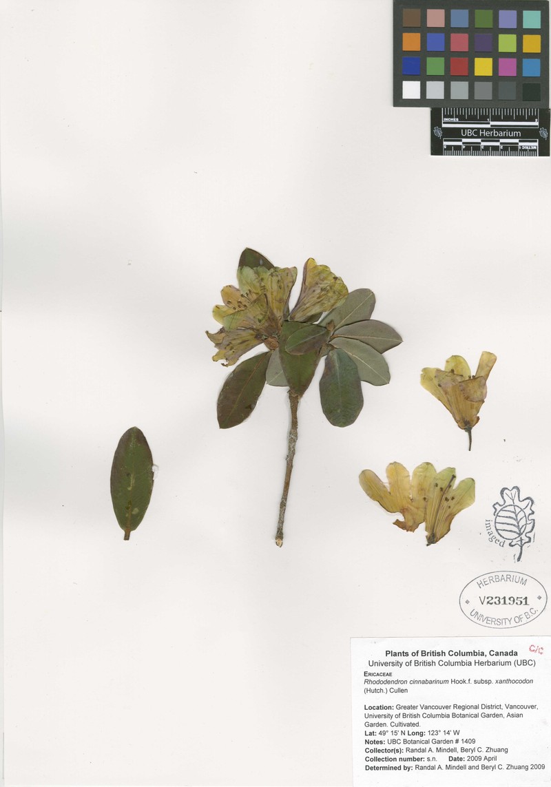 Rhododendron cinnabarinum subsp. xanthocodon photo 4