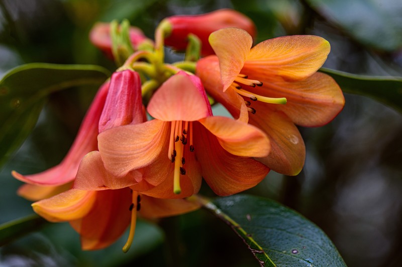 Rhododendron cinnabarinum subsp. xanthocodon
