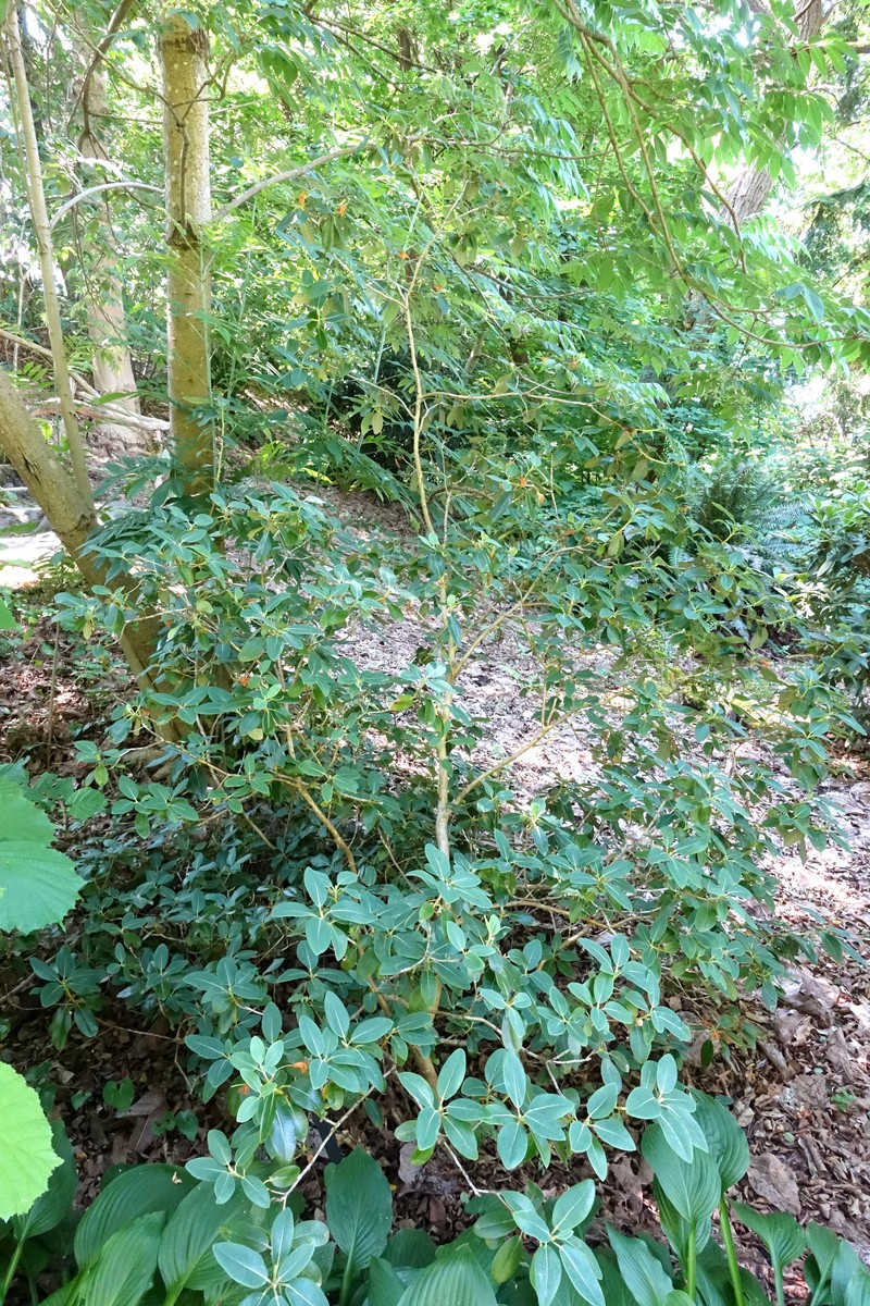 Rhododendron cinnabarinum subsp. xanthocodon photo 5