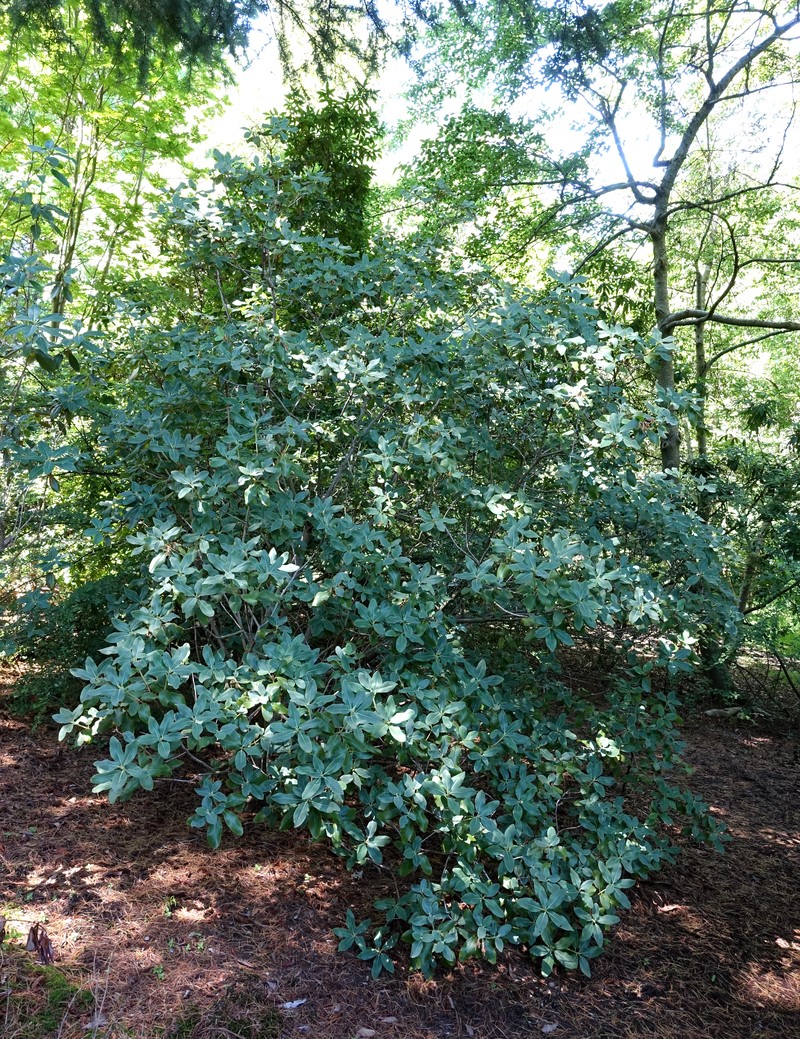 Rhododendron cinnabarinum subsp. xanthocodon photo 6