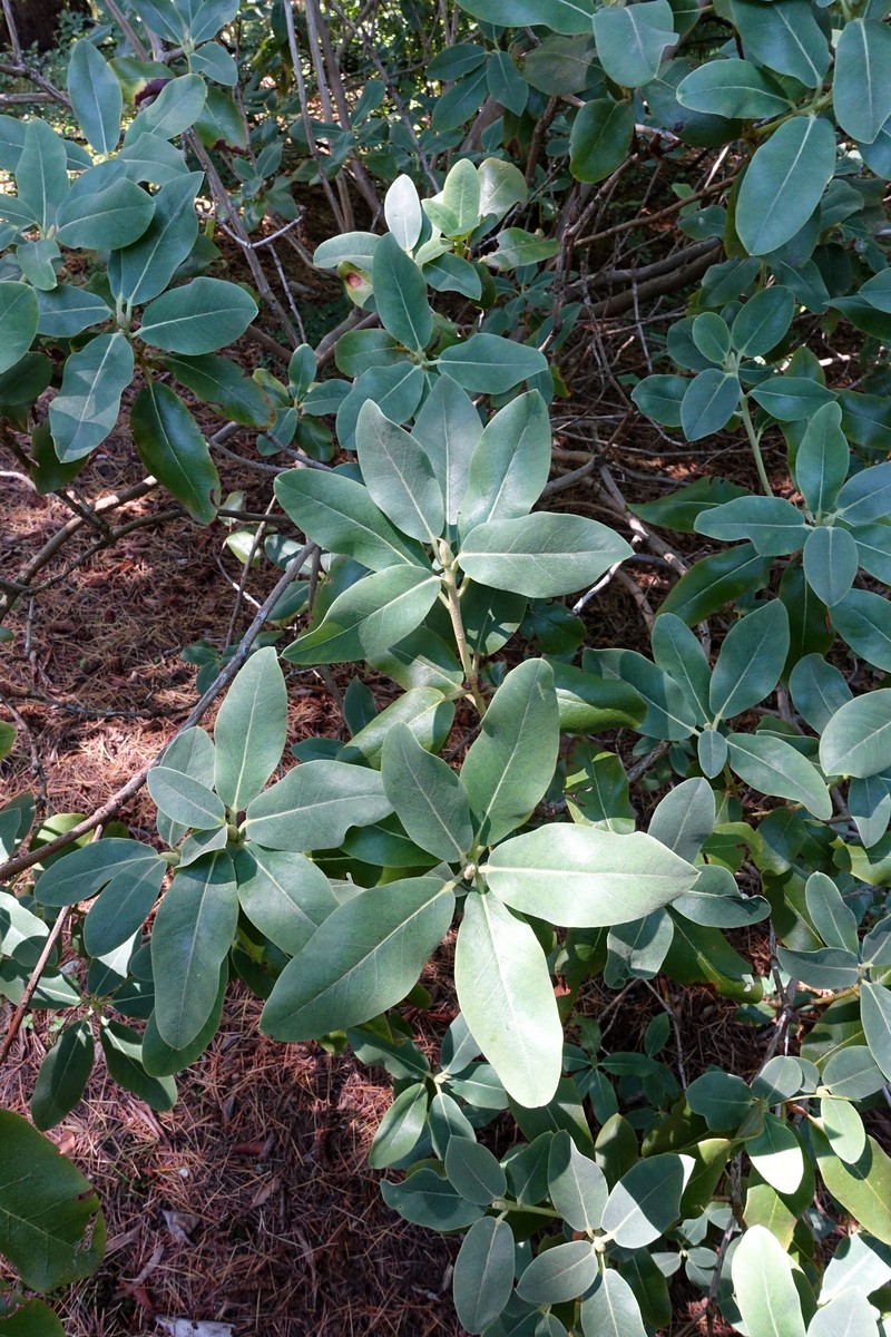 Rhododendron cinnabarinum subsp. xanthocodon photo 7