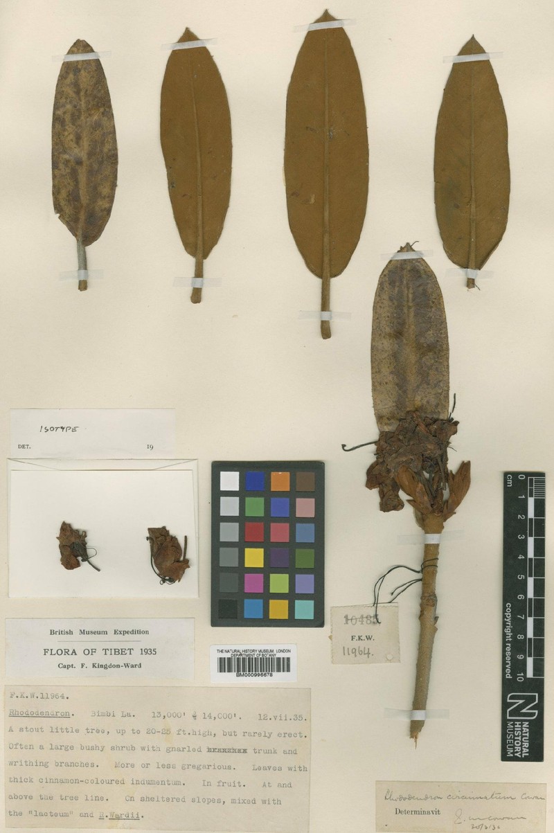 Rhododendron circinnatum