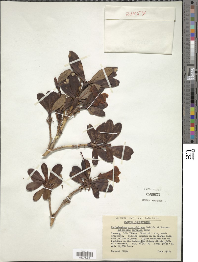 Rhododendron citriniflorum