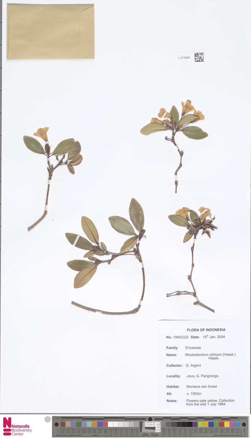 Rhododendron citrinum