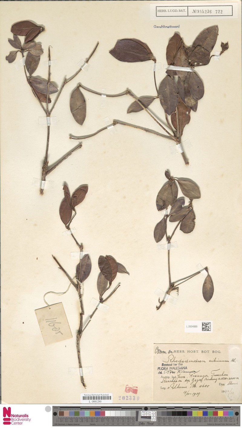 Rhododendron citrinum photo 7