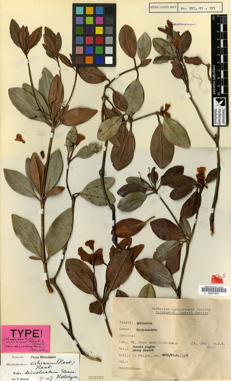 Rhododendron citrinum var. discoloratum