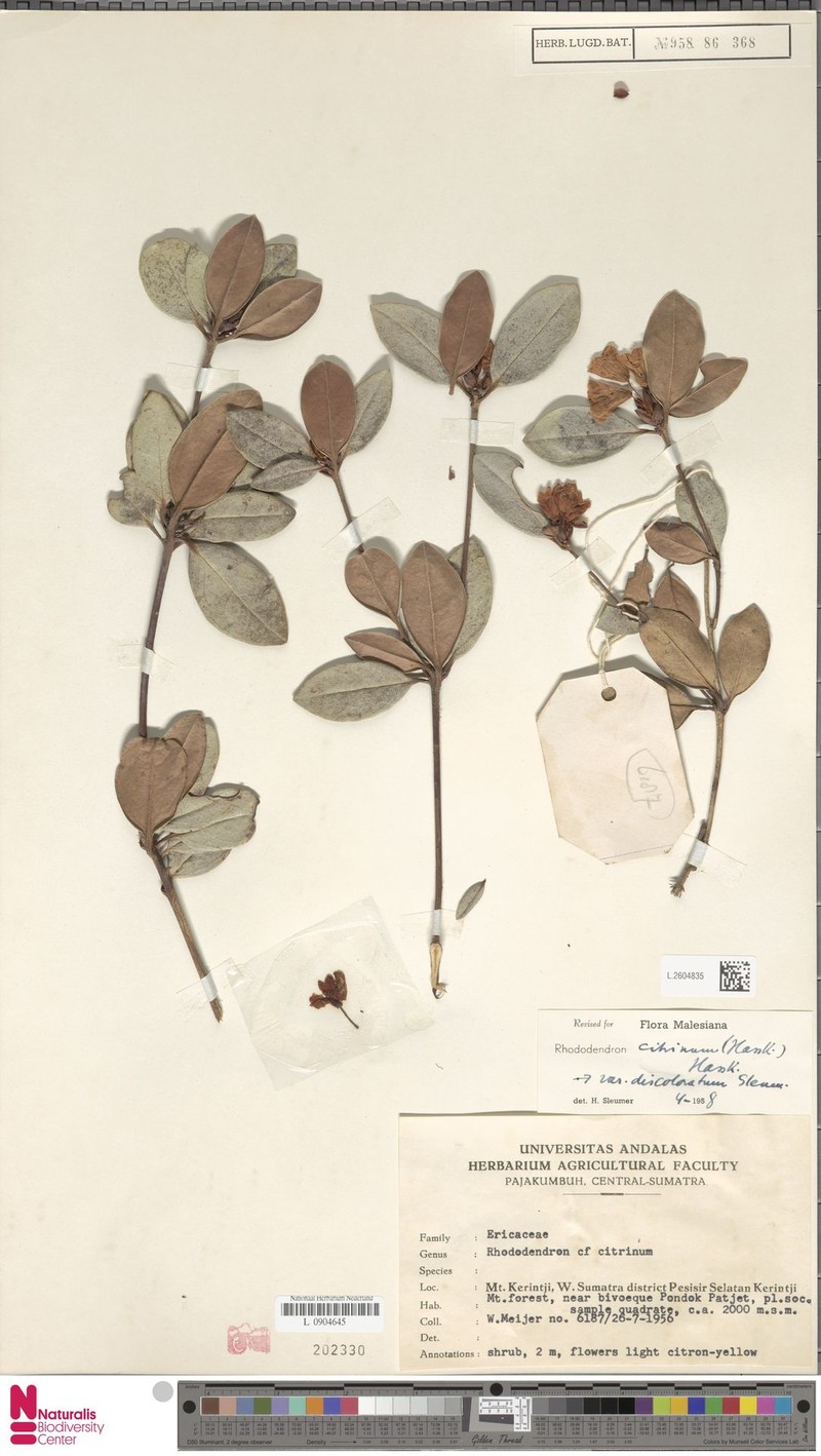 Rhododendron citrinum var. discoloratum photo 2