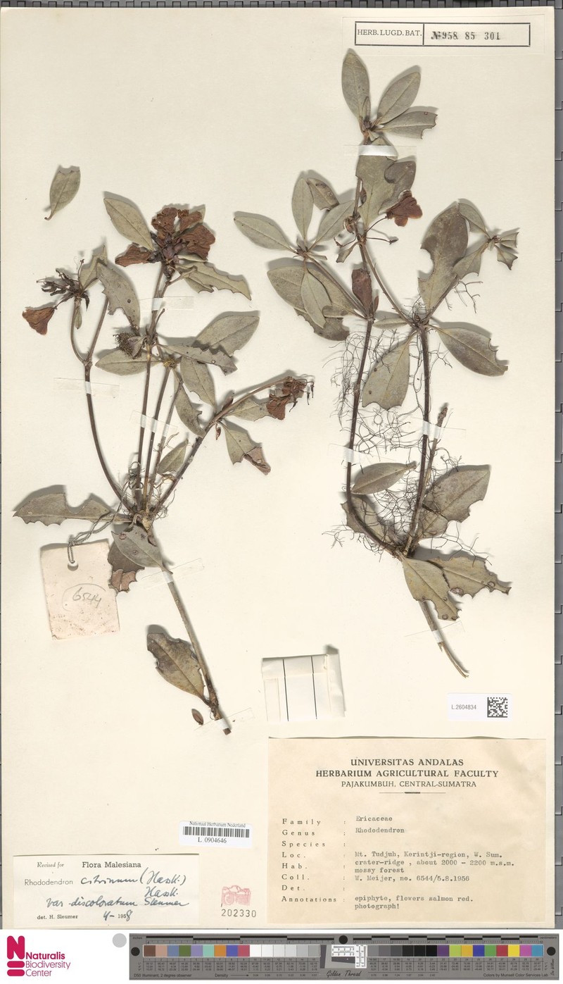 Rhododendron citrinum var. discoloratum photo 3