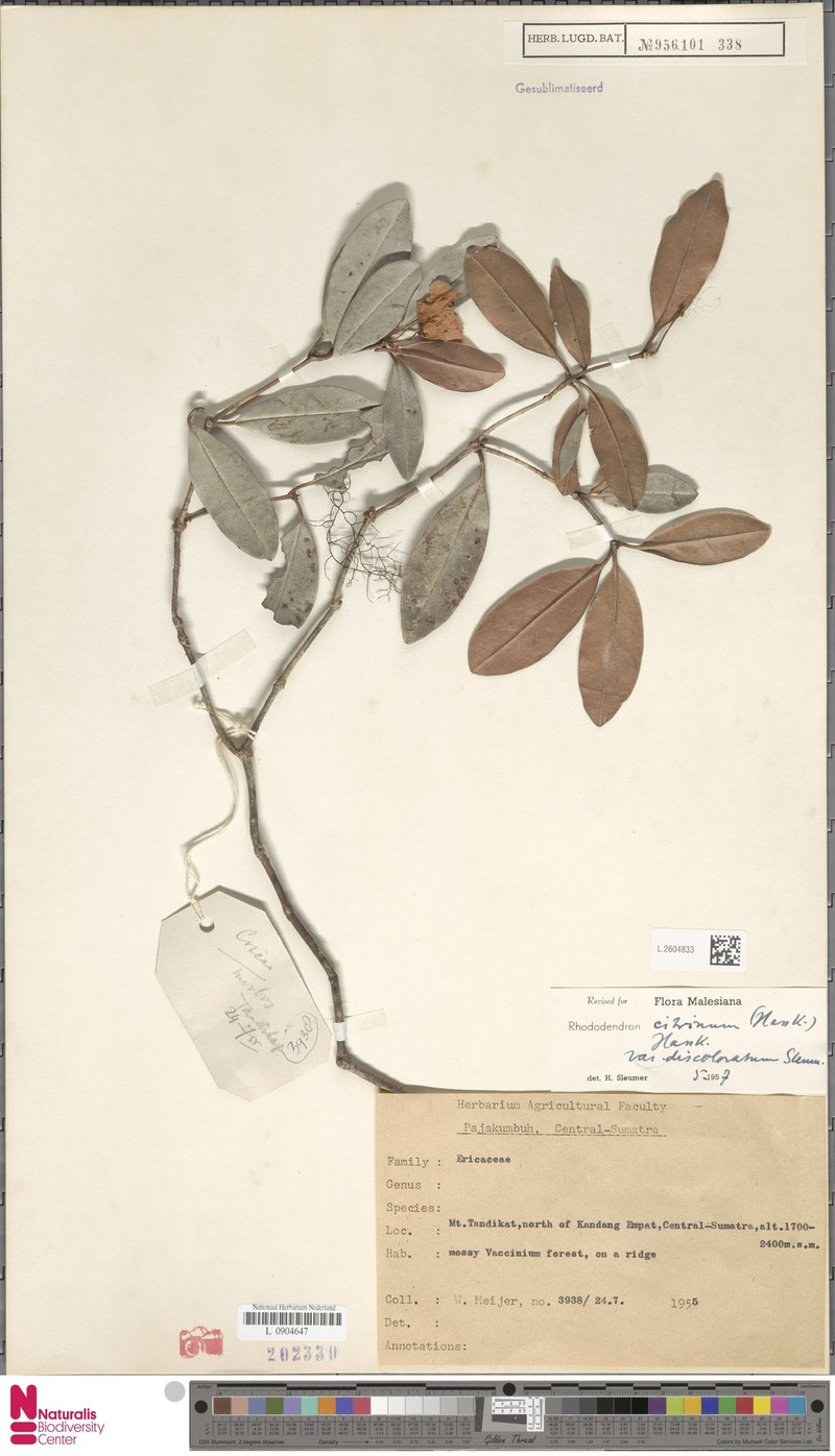 Rhododendron citrinum var. discoloratum photo 4