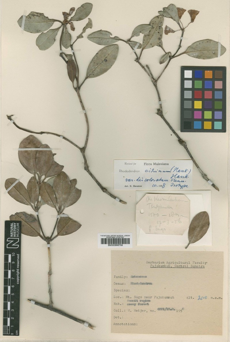 Rhododendron citrinum var. discoloratum photo 5