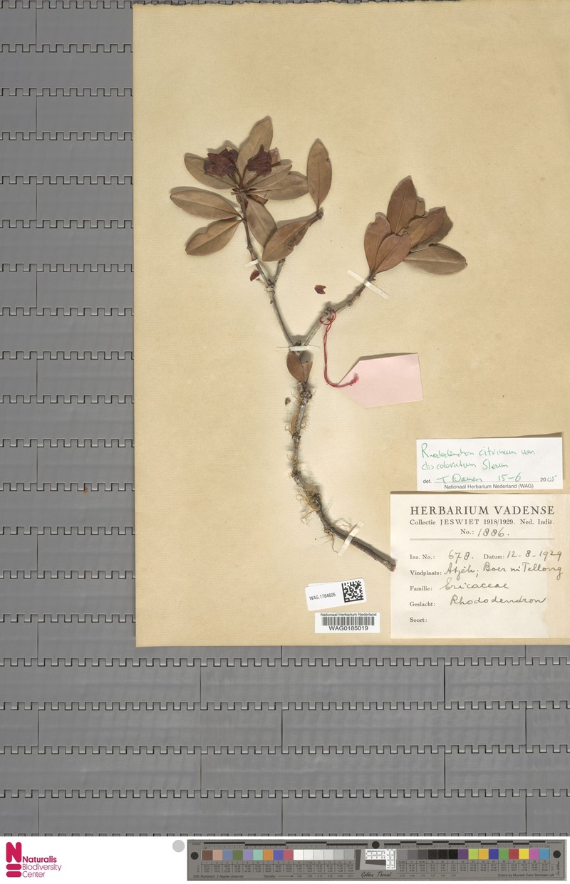 Rhododendron citrinum var. discoloratum photo 6