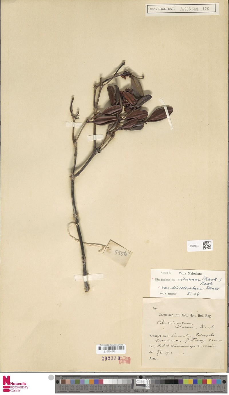 Rhododendron citrinum var. discoloratum photo 7