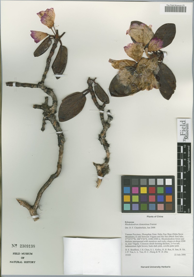 Rhododendron clementinae