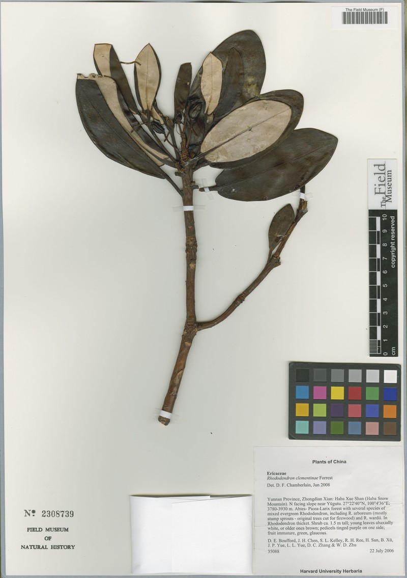 Rhododendron clementinae photo 2