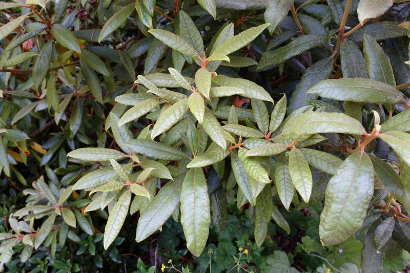 Rhododendron coeloneurum