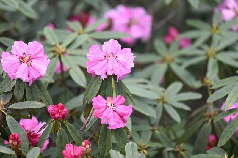 Rhododendron coeloneurum photo 2