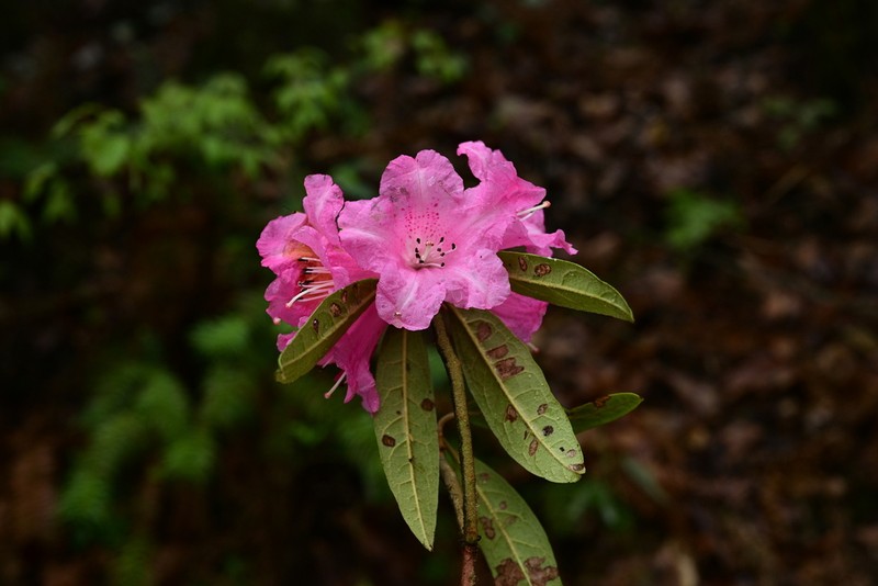 Rhododendron coeloneurum photo 3