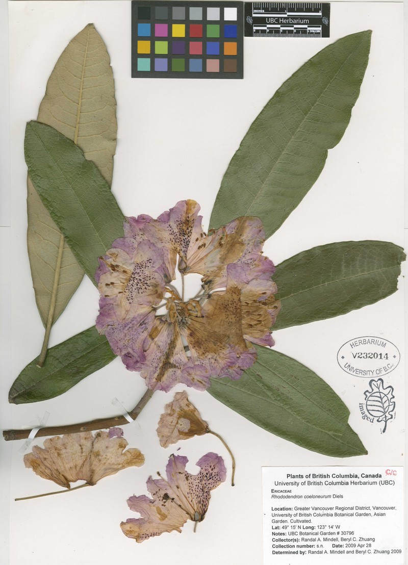 Rhododendron coeloneurum photo 4