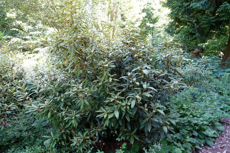 Rhododendron coeloneurum photo 5