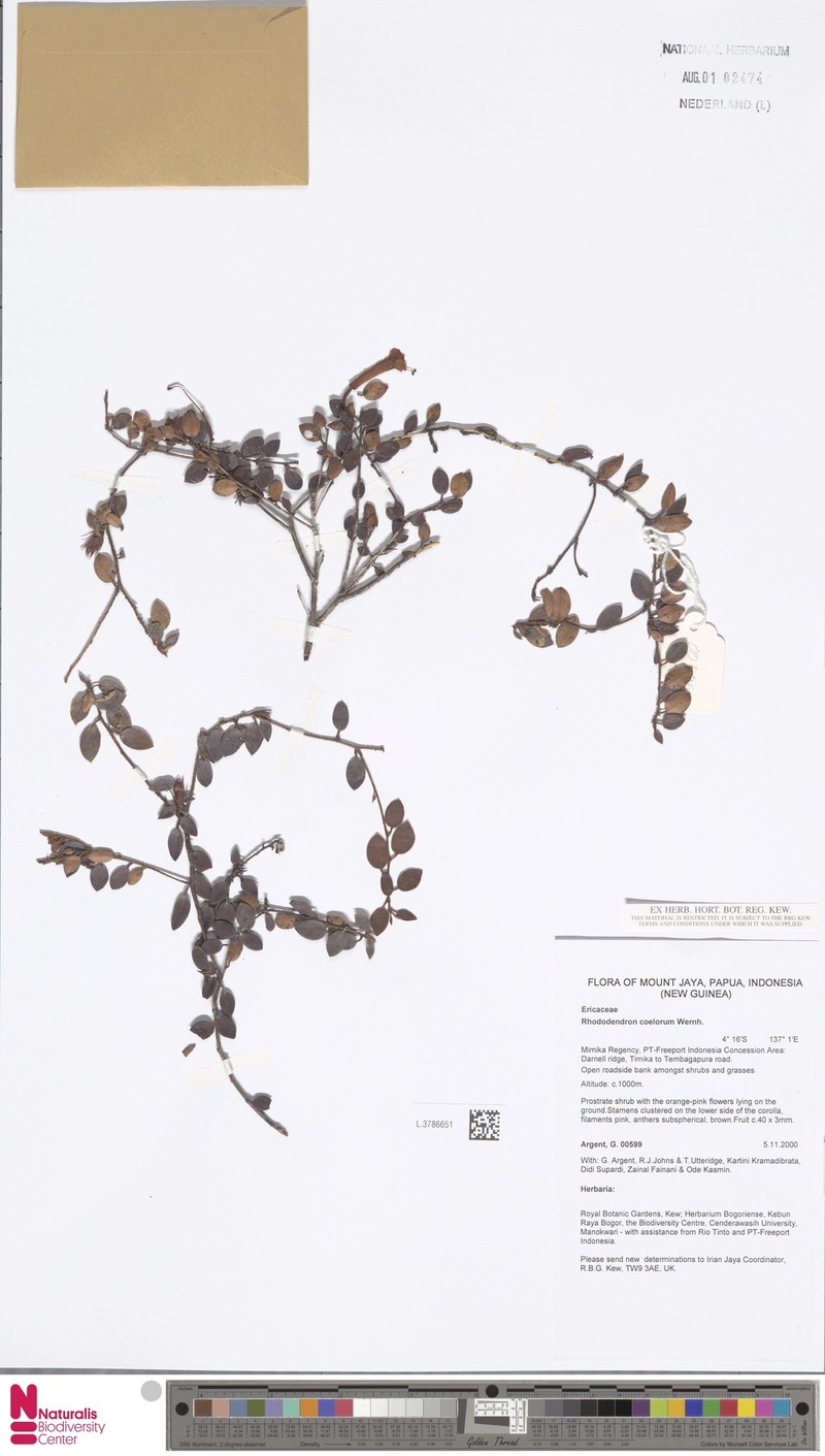 Rhododendron coelorum