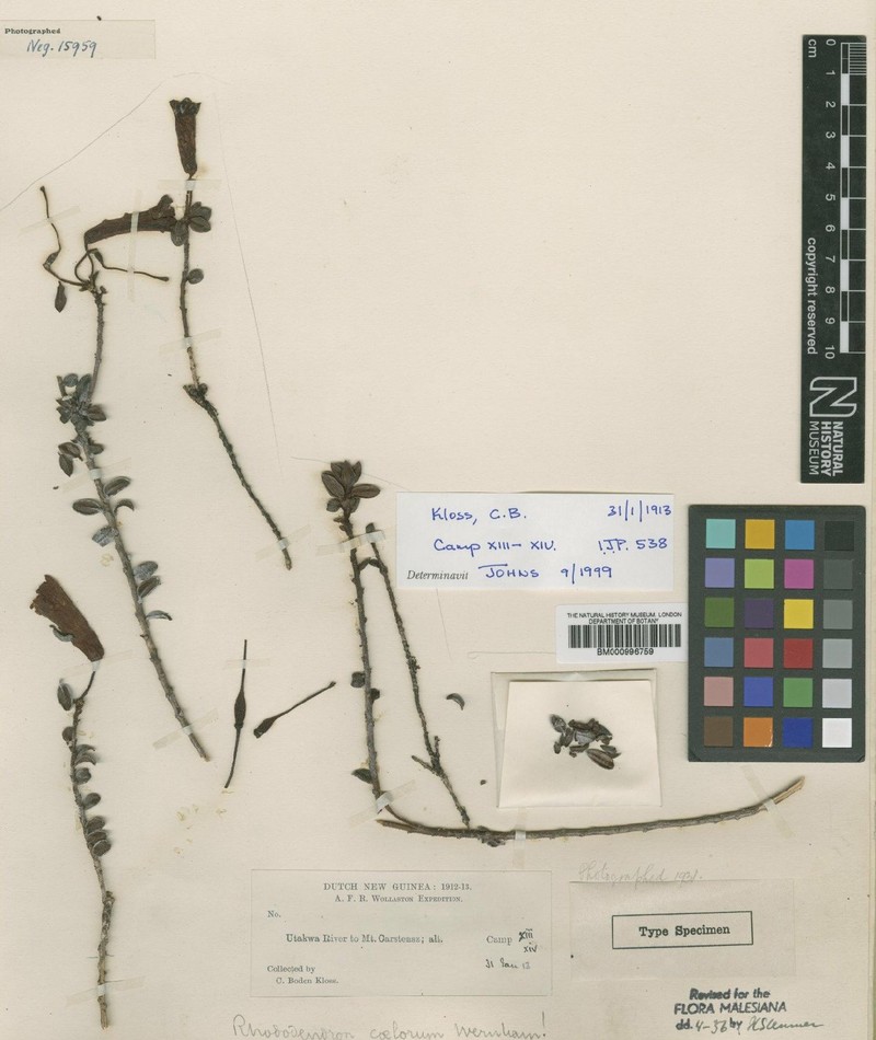 Rhododendron coelorum photo 2