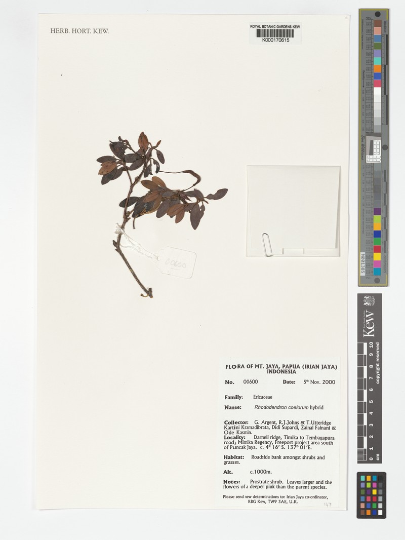 Rhododendron coelorum photo 4