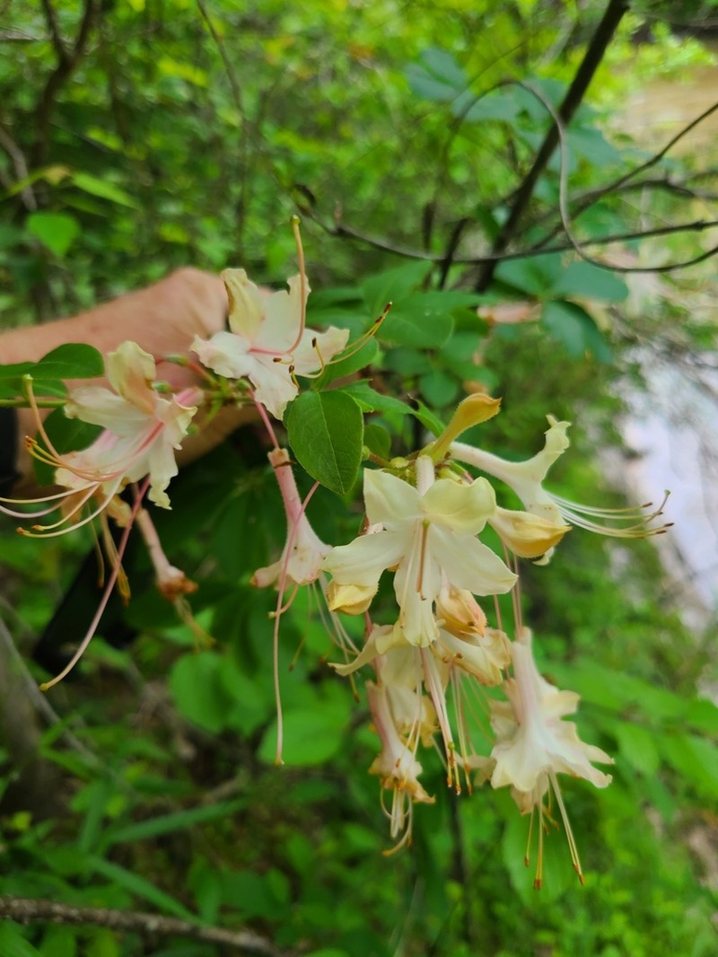 Rhododendron colemanii photo 2