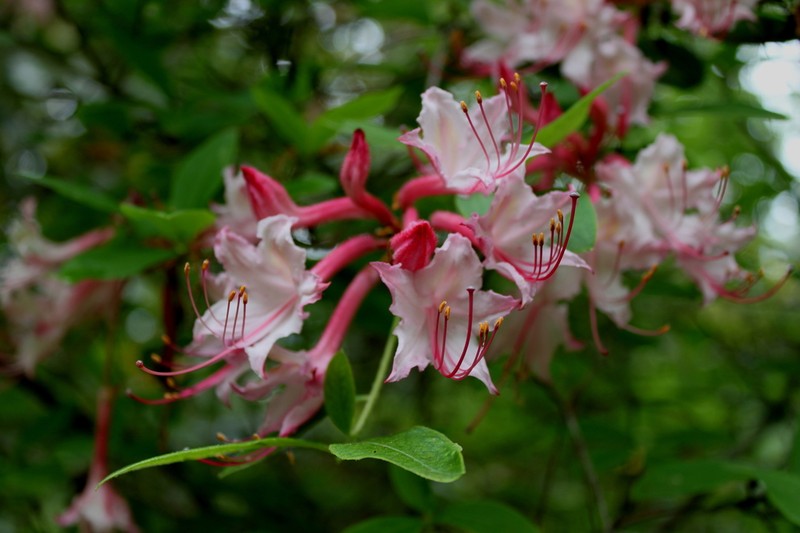 Rhododendron colemanii photo 4