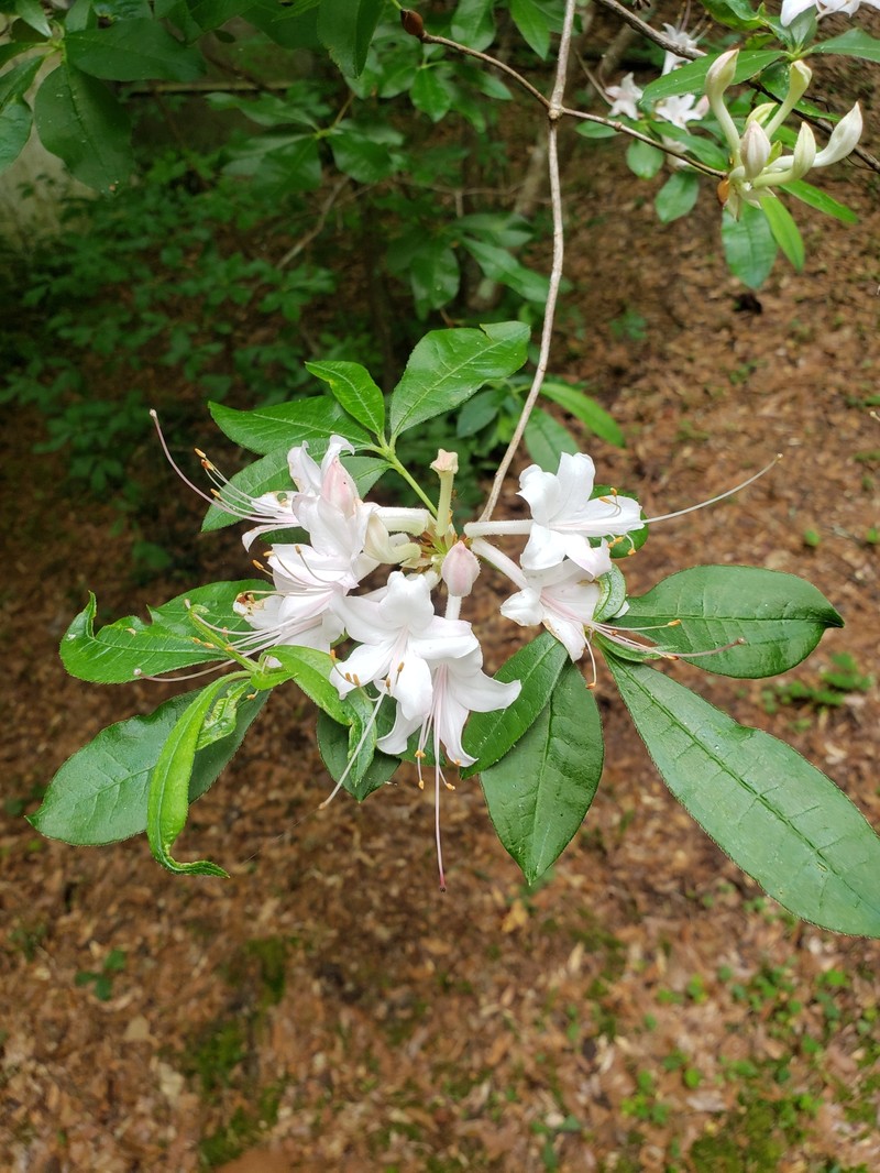 Rhododendron colemanii photo 6