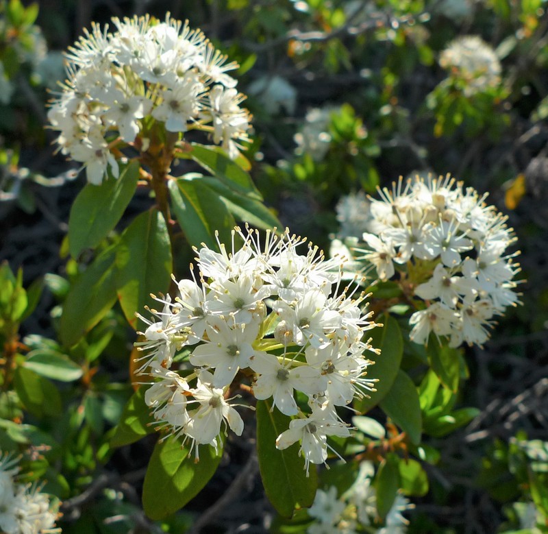 Labrador Tea