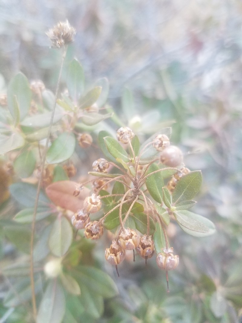 Labrador Tea photo 9