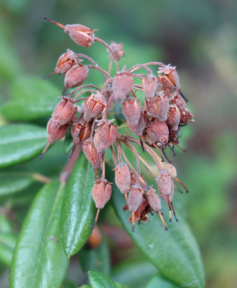 Western Labrador Tea photo 4