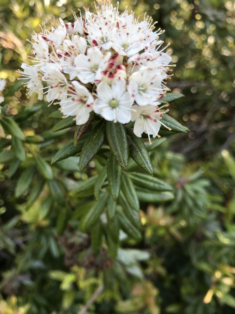 Western Labrador Tea photo 6